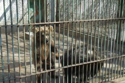 动物园防护栏